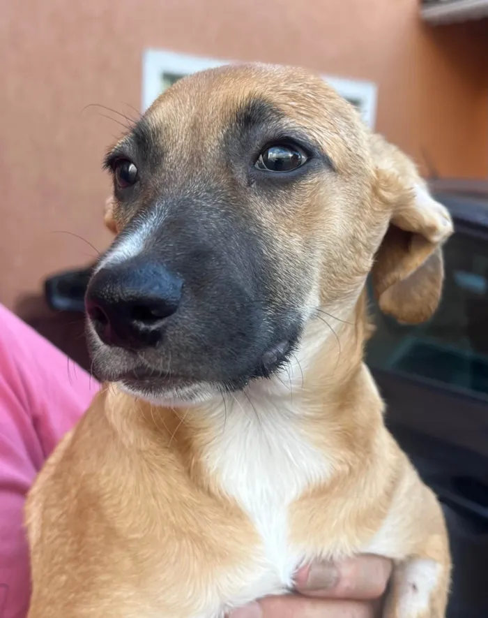 Cachorro ra a SRD-ViraLata idade 2 a 6 meses nome Leticia