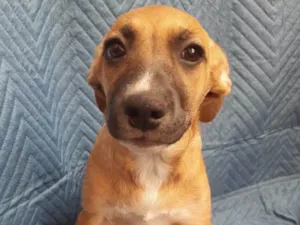 Cachorro raça SRD-ViraLata idade 2 a 6 meses nome Leticia