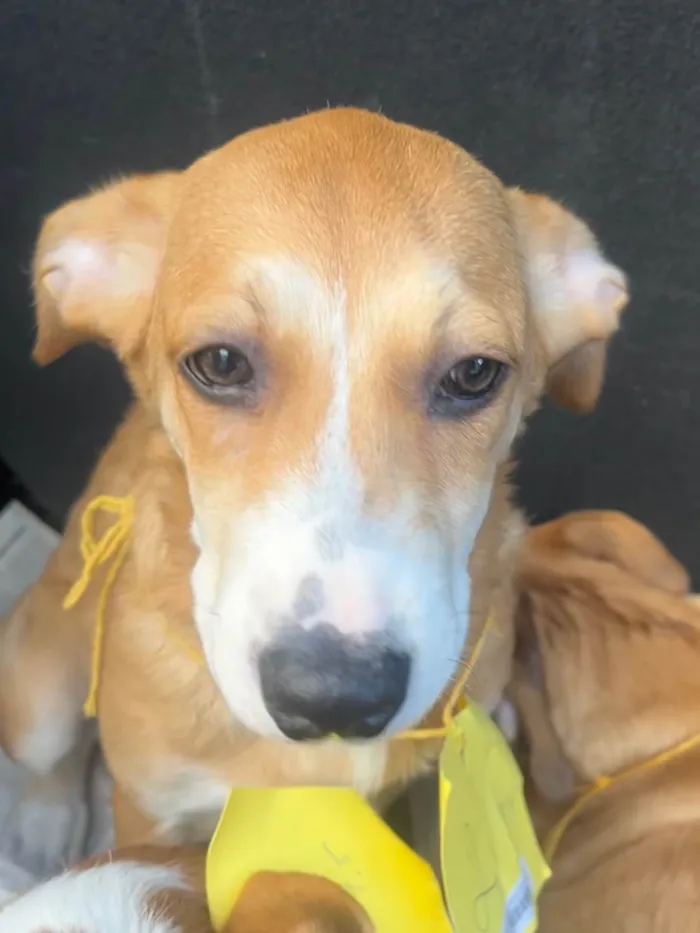 Cachorro ra a SRD-ViraLata idade 2 a 6 meses nome Luana