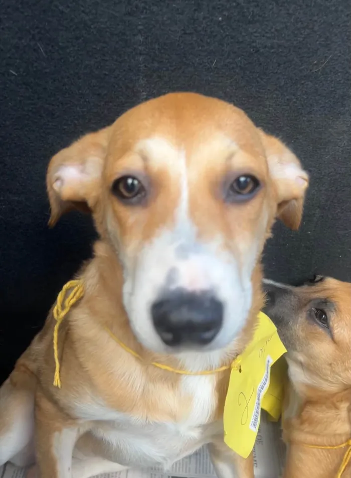 Cachorro ra a SRD-ViraLata idade 2 a 6 meses nome Luana