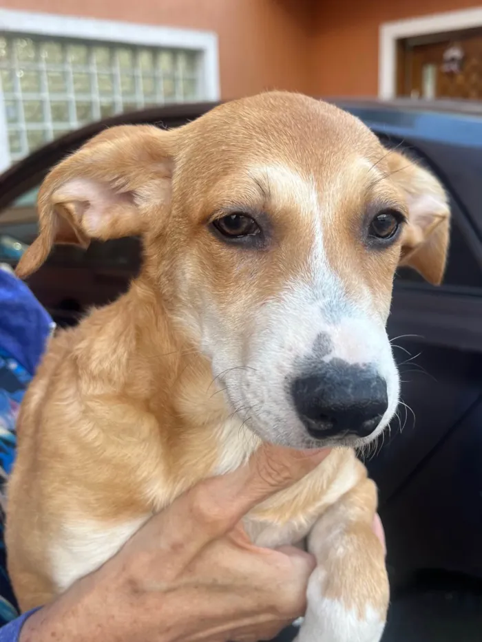 Cachorro ra a SRD-ViraLata idade 2 a 6 meses nome Luana