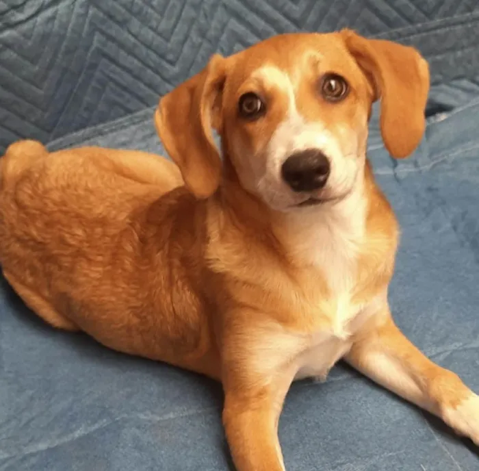 Cachorro ra a SRD-ViraLata idade 2 a 6 meses nome Luana