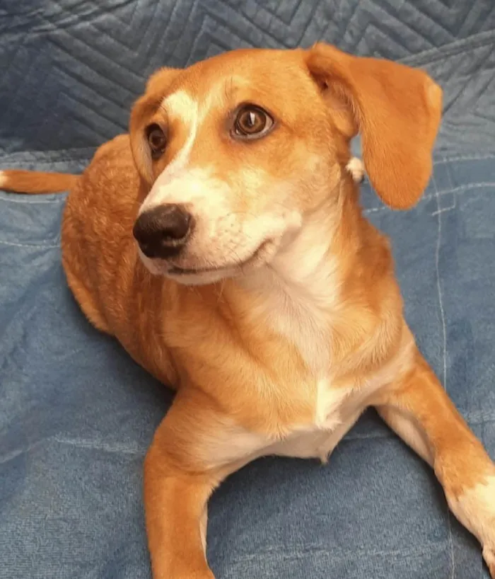 Cachorro ra a SRD-ViraLata idade 2 a 6 meses nome Luana
