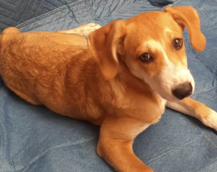 Cachorro ra a SRD-ViraLata idade 2 a 6 meses nome Luana