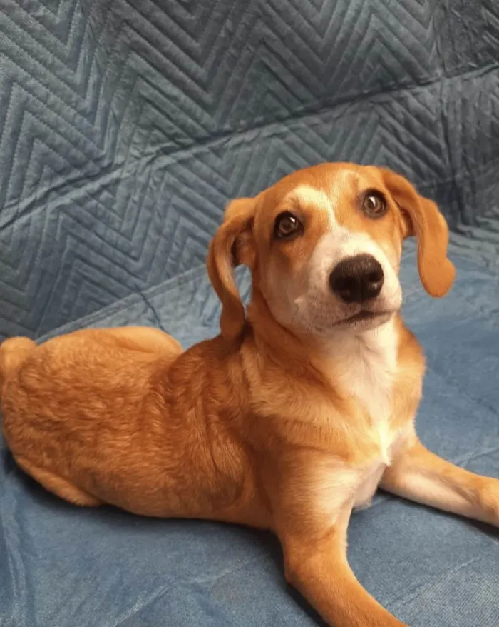 Cachorro ra a SRD-ViraLata idade 2 a 6 meses nome Luana