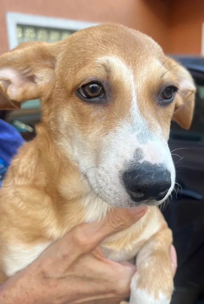 Cachorro ra a SRD-ViraLata idade 2 a 6 meses nome Luana