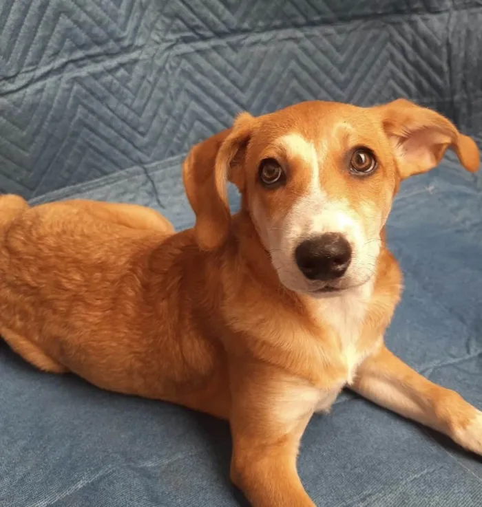 Cachorro ra a SRD-ViraLata idade 2 a 6 meses nome Luana