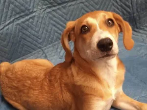 Cachorro raça SRD-ViraLata idade 2 a 6 meses nome Luana