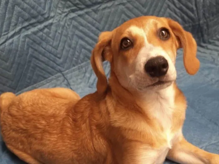 Cachorro ra a SRD-ViraLata idade 2 a 6 meses nome Luana