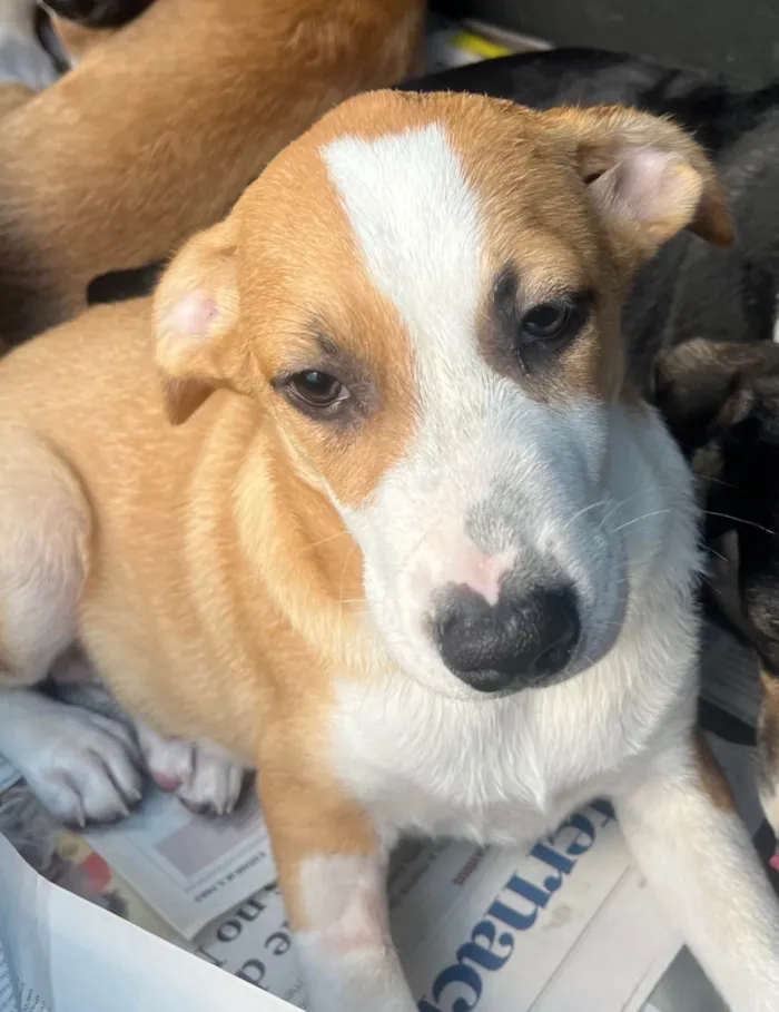 Cachorro ra a SRD-ViraLata idade 2 a 6 meses nome Luiz