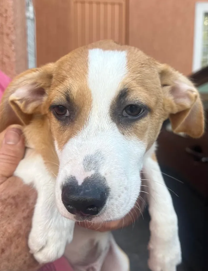 Cachorro ra a SRD-ViraLata idade 2 a 6 meses nome Luiz