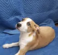 Luiz
