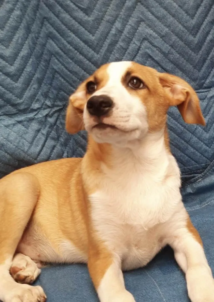 Cachorro ra a SRD-ViraLata idade 2 a 6 meses nome Luiz