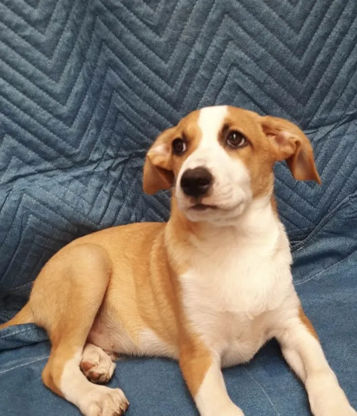 Cachorro ra a SRD-ViraLata idade 2 a 6 meses nome Luiz
