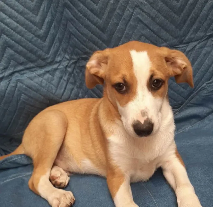 Cachorro ra a SRD-ViraLata idade 2 a 6 meses nome Luiz