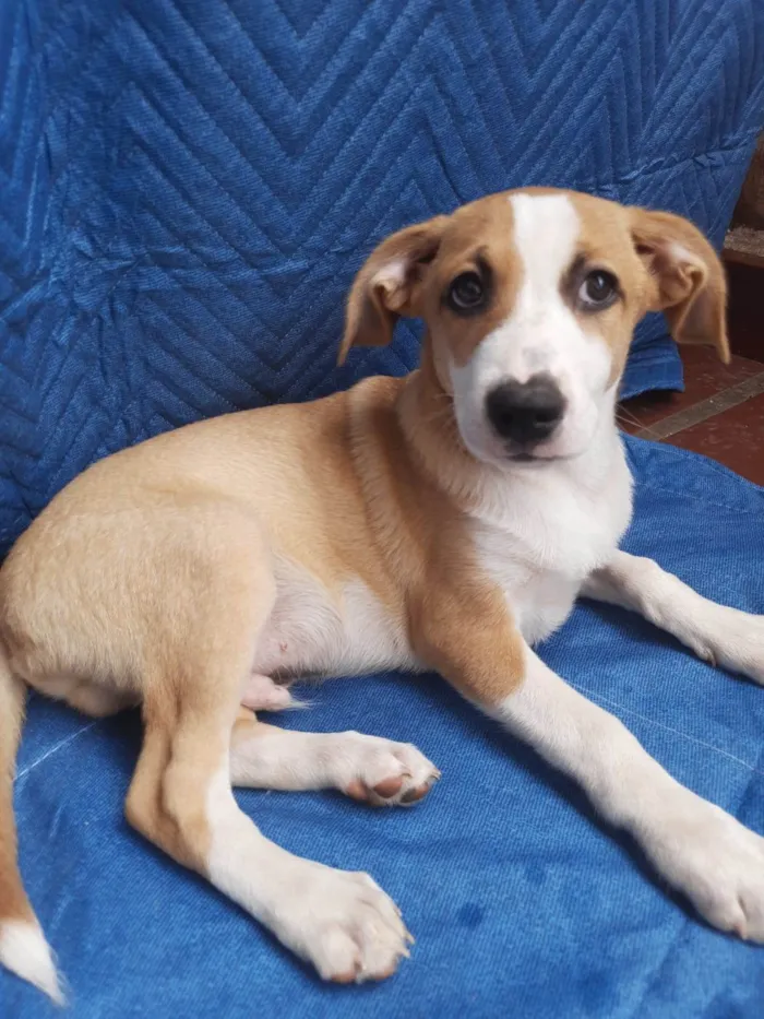 Cachorro ra a SRD-ViraLata idade 2 a 6 meses nome Luiz