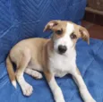 Luiz
