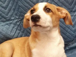 Cachorro raça SRD-ViraLata idade 2 a 6 meses nome Luiz