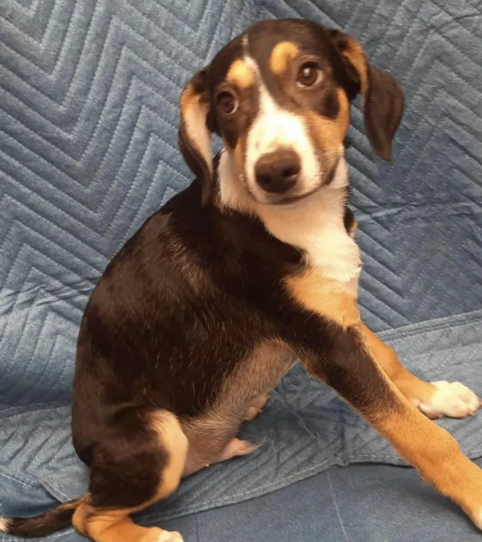 Cachorro ra a SRD-ViraLata idade 2 a 6 meses nome Leonardo 