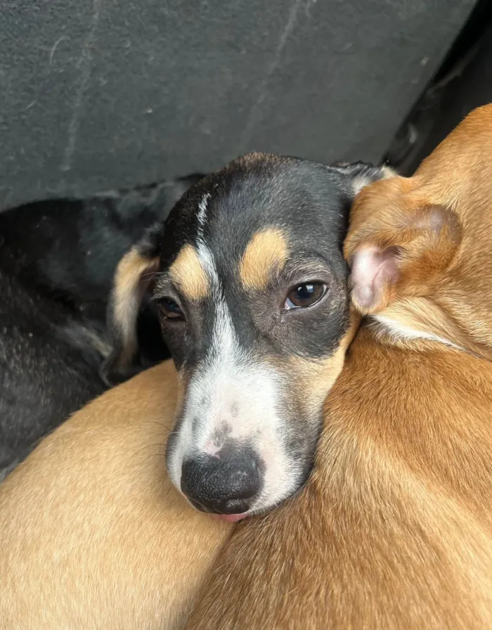 Cachorro ra a SRD-ViraLata idade 2 a 6 meses nome Leonardo 