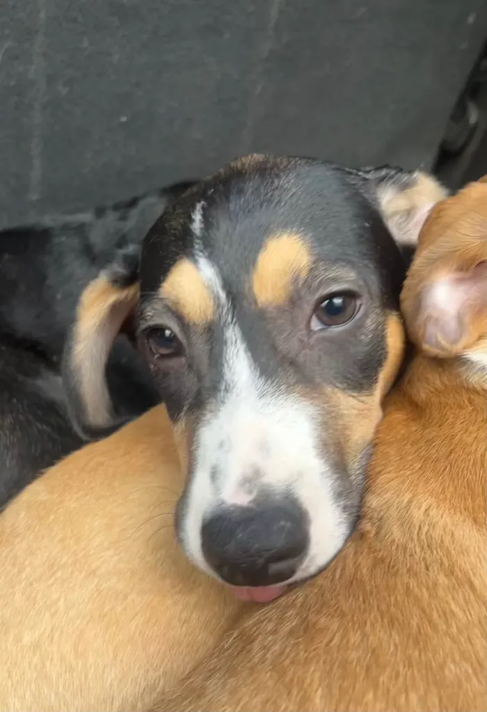 Cachorro ra a SRD-ViraLata idade 2 a 6 meses nome Leonardo 