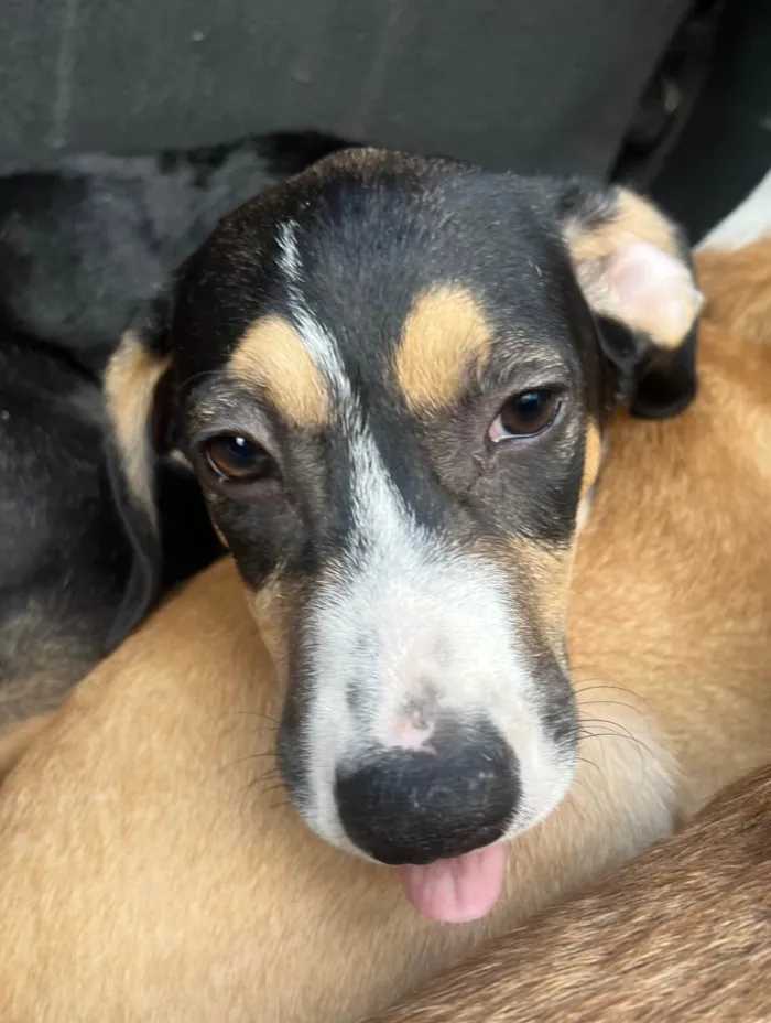 Cachorro ra a SRD-ViraLata idade 2 a 6 meses nome Leonardo 
