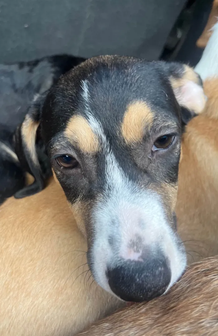 Cachorro ra a SRD-ViraLata idade 2 a 6 meses nome Leonardo 