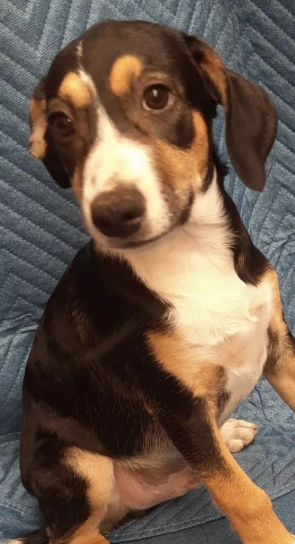 Cachorro ra a SRD-ViraLata idade 2 a 6 meses nome Leonardo 