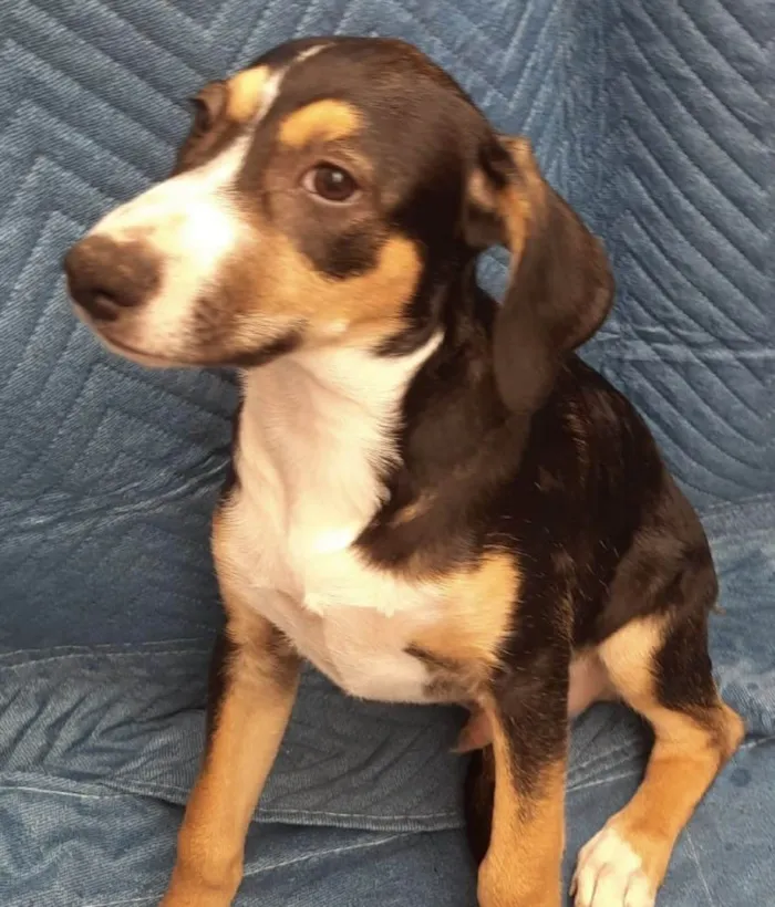 Cachorro ra a SRD-ViraLata idade 2 a 6 meses nome Leonardo 