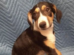 Cachorro raça SRD-ViraLata idade 2 a 6 meses nome Leonardo 