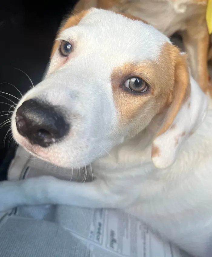 Cachorro ra a SRD-ViraLata idade 2 a 6 meses nome Leandro