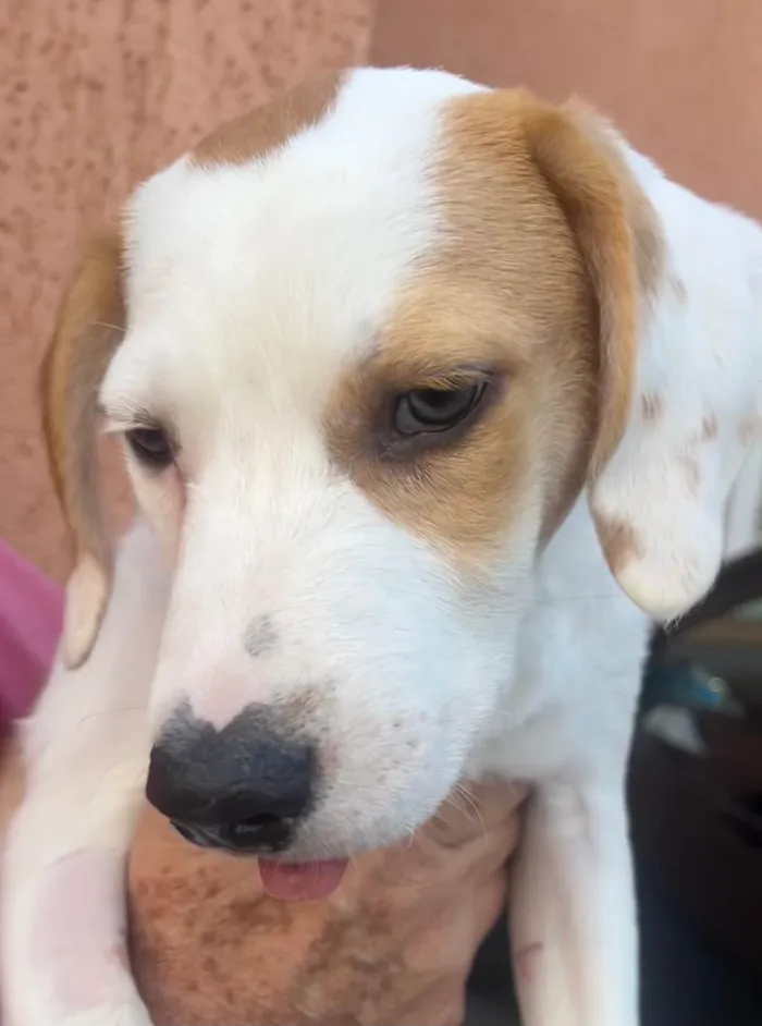 Cachorro ra a SRD-ViraLata idade 2 a 6 meses nome Leandro