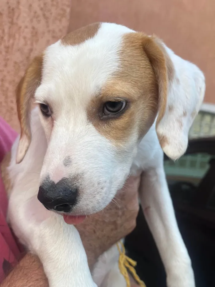 Cachorro ra a SRD-ViraLata idade 2 a 6 meses nome Leandro