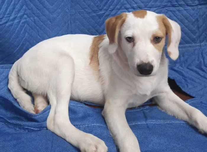 Cachorro ra a SRD-ViraLata idade 2 a 6 meses nome Leandro