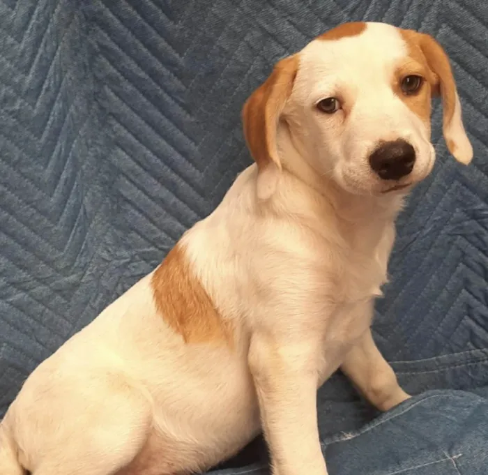 Cachorro ra a SRD-ViraLata idade 2 a 6 meses nome Leandro