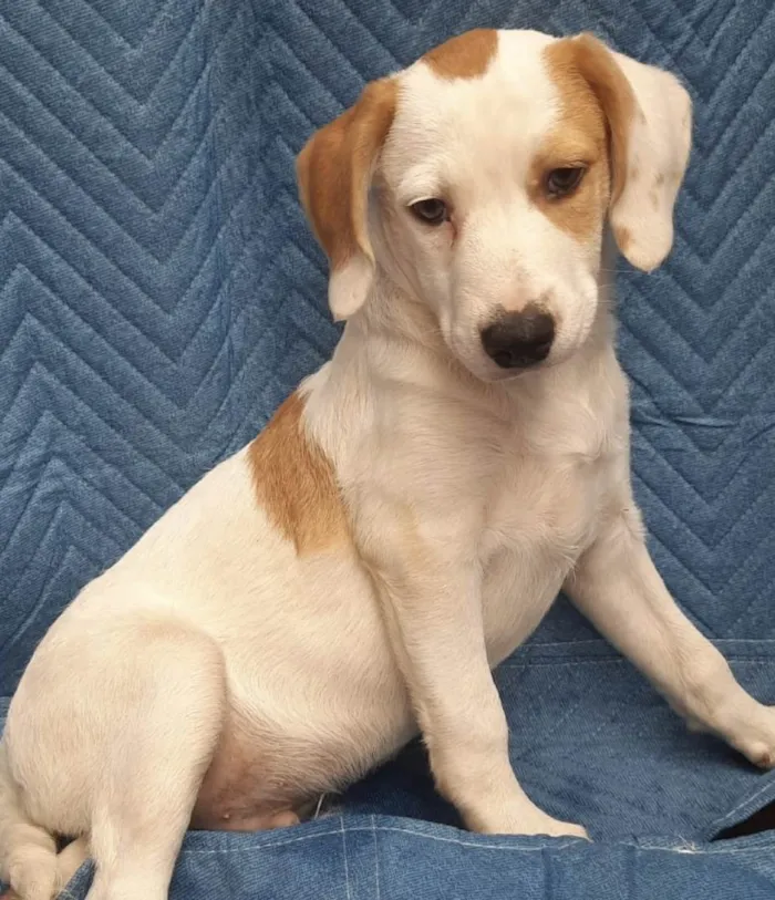 Cachorro ra a SRD-ViraLata idade 2 a 6 meses nome Leandro