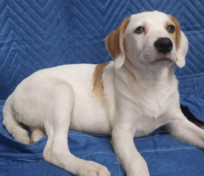 Cachorro ra a SRD-ViraLata idade 2 a 6 meses nome Leandro