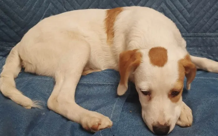 Cachorro ra a SRD-ViraLata idade 2 a 6 meses nome Leandro