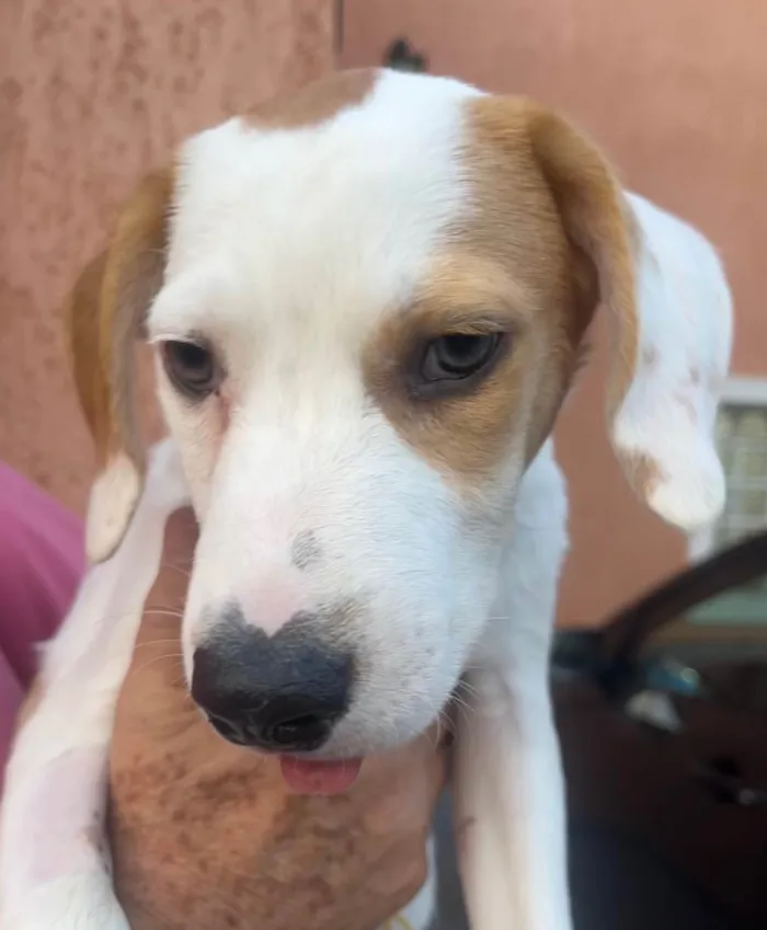 Cachorro ra a SRD-ViraLata idade 2 a 6 meses nome Leandro