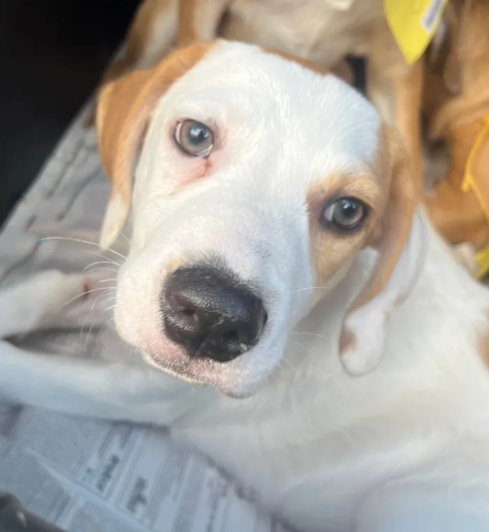 Cachorro ra a SRD-ViraLata idade 2 a 6 meses nome Leandro