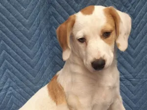 Cachorro raça SRD-ViraLata idade 2 a 6 meses nome Leandro