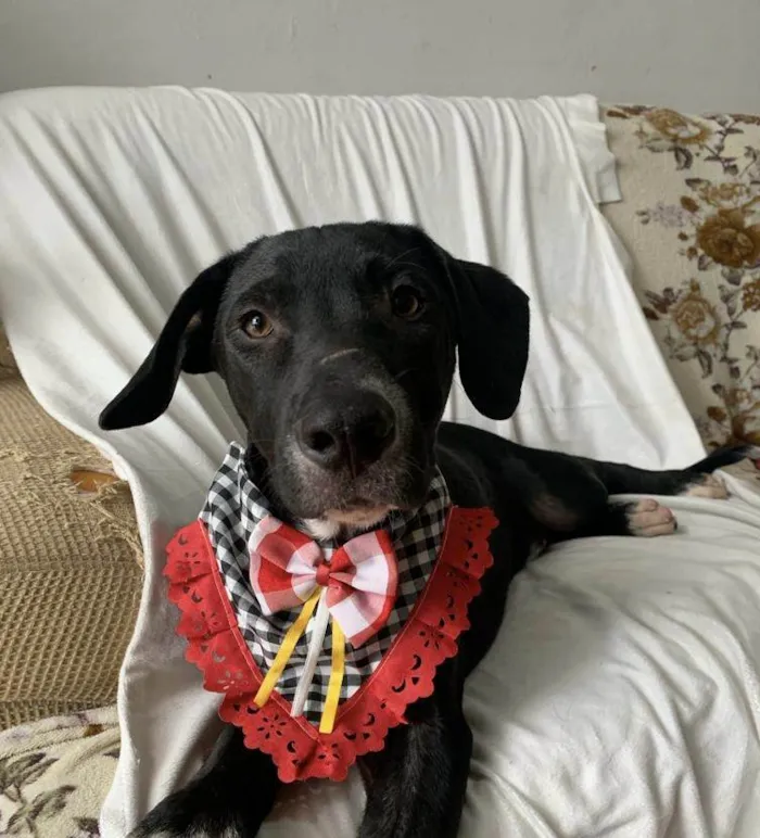 Cachorro ra a SRD-ViraLata idade 2 a 6 meses nome Peter 