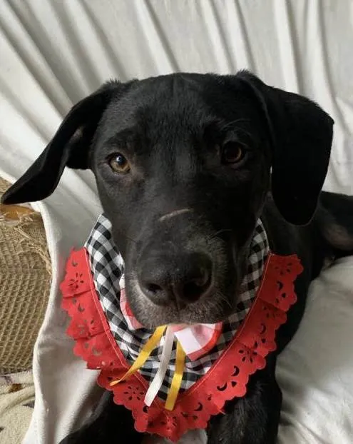Cachorro ra a SRD-ViraLata idade 2 a 6 meses nome Peter 
