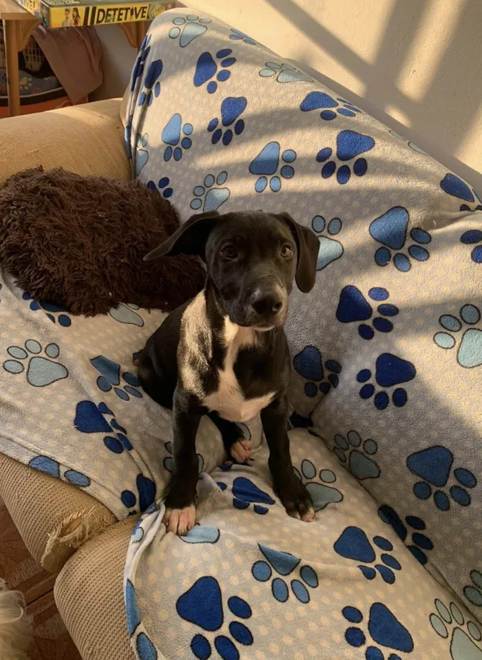 Cachorro ra a SRD-ViraLata idade 2 a 6 meses nome Peter 