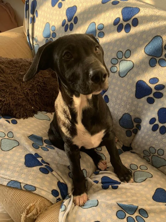 Cachorro ra a SRD-ViraLata idade 2 a 6 meses nome Peter 