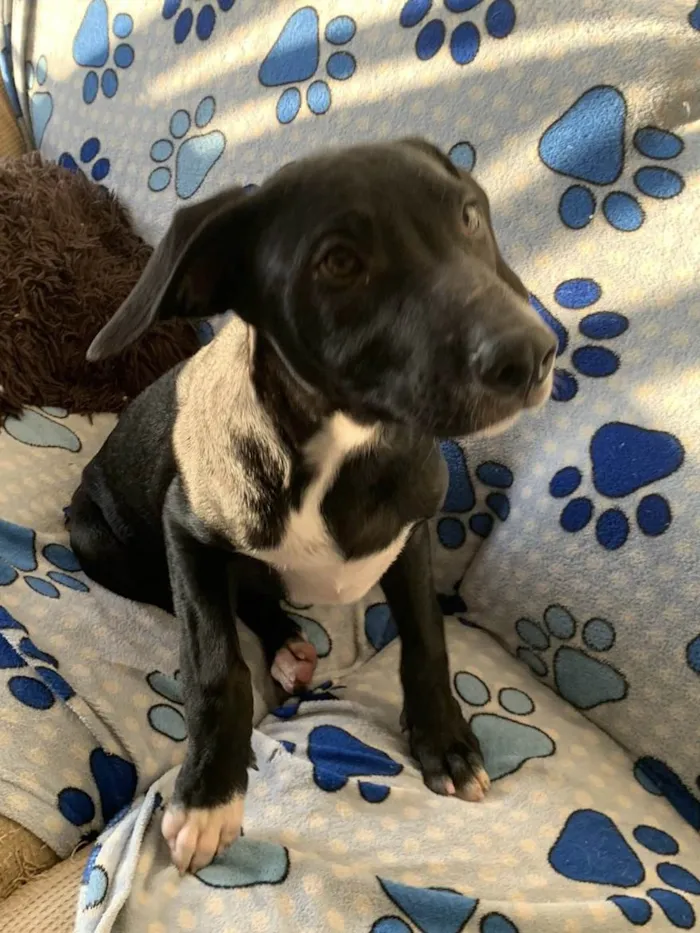 Cachorro ra a SRD-ViraLata idade 2 a 6 meses nome Peter 