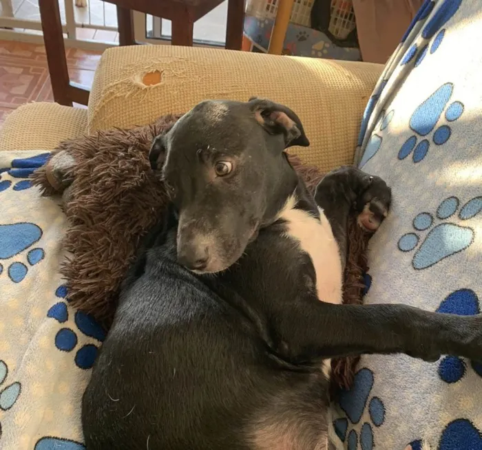 Cachorro ra a SRD-ViraLata idade 2 a 6 meses nome Peter 