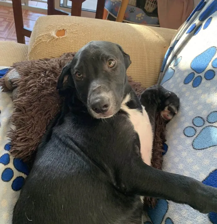 Cachorro ra a SRD-ViraLata idade 2 a 6 meses nome Peter 