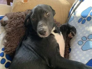 Cachorro raça SRD-ViraLata idade 2 a 6 meses nome Peter 