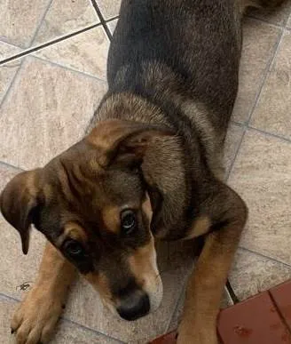 Cachorro ra a SRD-ViraLata idade 2 a 6 meses nome Pierre